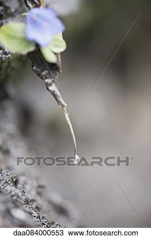 Dew drop View Large Photo Image Stock Image - Dew drop. Fotosearch