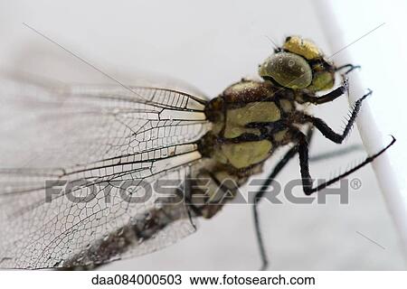 Dragonfly, close-up View Large Photo Image Stock Image - Dragonfly, close-up. Fotosearch
