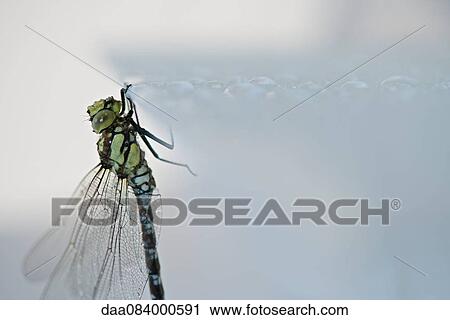 Dragonfly, close-up View Large Photo Image Stock Image - Dragonfly, close-up. Fotosearch