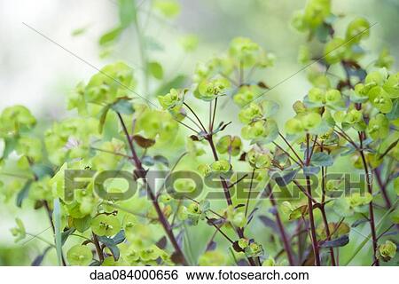 Euphorbia View Large Photo Image Stock Photograph - Euphorbia. Fotosearch