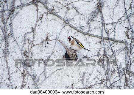 European goldfinch (Carduelis carduelis) View Large Photo Image Picture - European goldfinch (Carduelis carduelis). Fotosearch