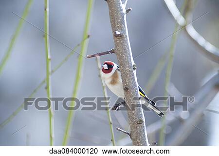 European goldfinch (Carduelis carduelis) View Large Photo Image Stock Image - European goldfinch (Carduelis carduelis). Fotosearch