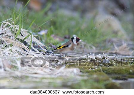 Stock Photo - European goldfinch (Carduelis carduelis). Fotosearch