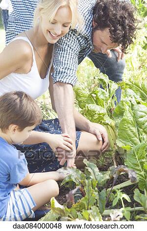Family gardening together View Large Photo Image Stock Photo - Family gardening together. Fotosearch