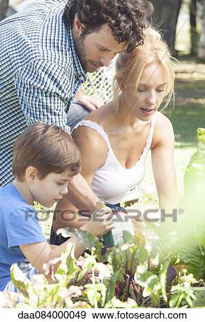 Family working in vegetable garden View Large Photo Image Stock Photo - Family working in vegetable garden. Fotosearch