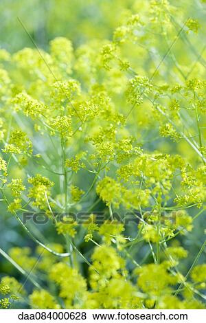 Fennel flowers View Large Photo Image Stock Photo - Fennel flowers. Fotosearch