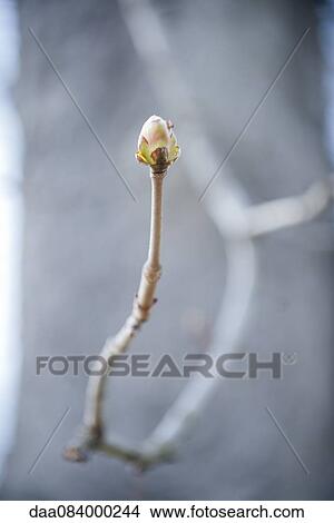 Flower bud View Large Photo Image Picture - Flower bud. Fotosearch