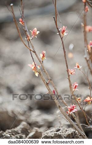 Flowers budding on branches View Large Photo Image Stock Photo - Flowers budding on branches. Fotosearch