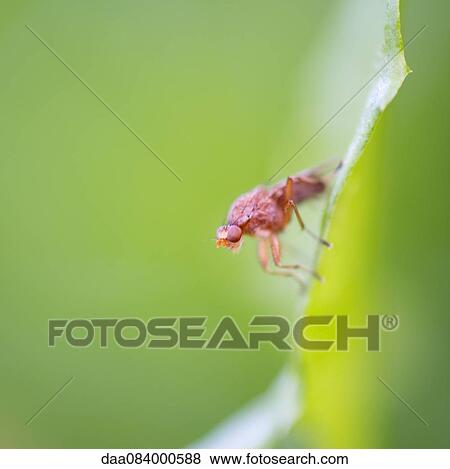 Fly on leaf View Large Photo Image Stock Photo - Fly on leaf. Fotosearch