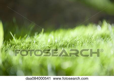 Stock Image - Grass, close-up. Fotosearch