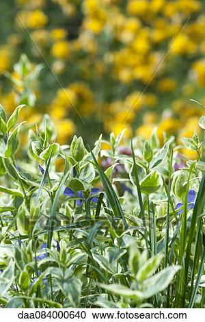 Stock Image - Grass growing among plant foliage. Fotosearch