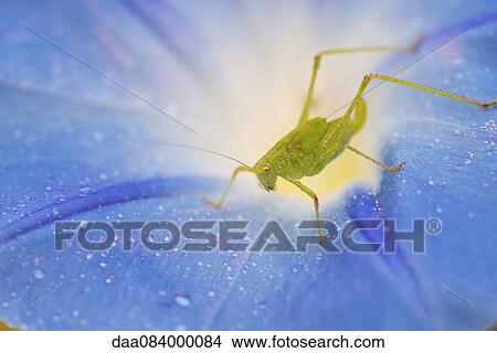Grasshopper and dew drops on morning glory flower View Large Photo Image Picture - Grasshopper and dew drops on morning glory flower. Fotosearch