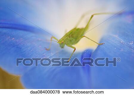 Grasshopper on morning glory flower View Large Photo Image Stock Photo - Grasshopper on morning glory flower. Fotosearch
