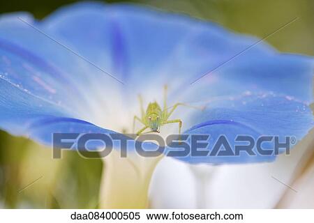 Stock Photography - Grasshopper on morning glory flower. Fotosearch