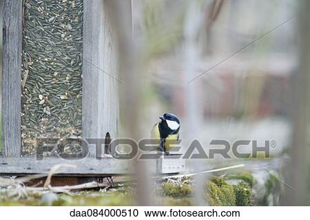 Great tit (Parus major) perched on bird feeder View Large Photo Image Stock Image - Great tit (Parus major) perched on bird feeder. Fotosearch