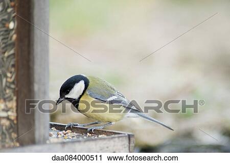 Great tit (Parus major) perched on bird feeder View Large Photo Image Stock Image - Great tit (Parus major) perched on bird feeder. Fotosearch