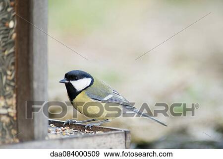 Stock Photo - Great tit (Parus major) perched on bird feeder. Fotosearch