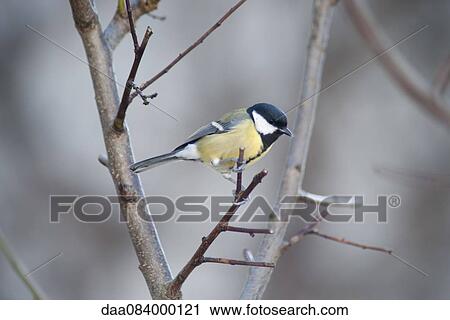 Great tit (Parus major) View Large Photo Image Stock Image - Great tit (Parus major). Fotosearch