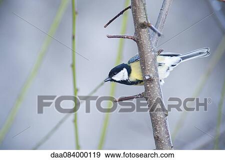 Great tit (Parus major) View Large Photo Image Stock Photo - Great tit (Parus major). Fotosearch