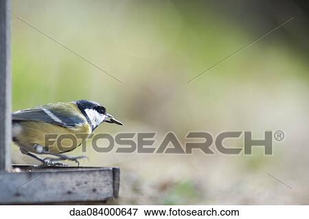 Great tit (Parus major) View Large Photo Image Stock Photo - Great tit (Parus major). Fotosearch