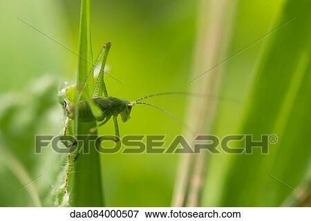 Green grasshopper on blade of grass View Large Photo Image Stock Photo - Green grasshopper on blade of grass. Fotosearch