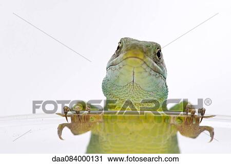 Green lizard looking at camera View Large Photo Image Stock Image - Green lizard looking at camera. Fotosearch