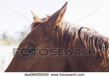 Stock Image - Horse, close-up. Fotosearch
