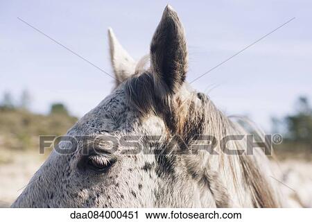 Stock Image - Horse, close-up. Fotosearch