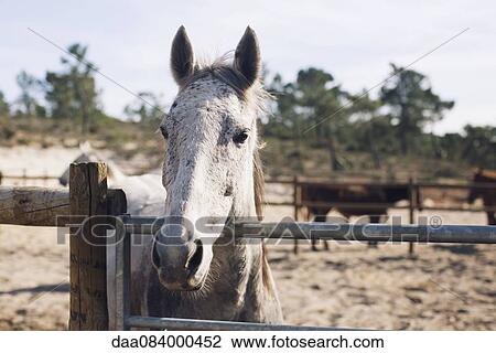 Horses in corral View Large Photo Image Stock Image - Horses in corral. Fotosearch