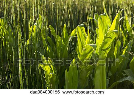 Horsetail rush and water plants, full frame View Large Photo Image Stock Photograph - Horsetail rush and water plants, full frame. Fotosearch
