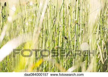 Horsetail rush View Large Photo Image Stock Photo - Horsetail rush. Fotosearch