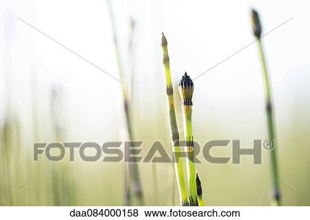 Horsetail rush View Large Photo Image Stock Photo - Horsetail rush. Fotosearch