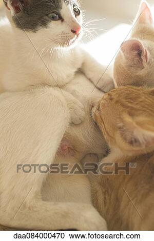 Kittens nursing View Large Photo Image Stock Image - Kittens nursing. Fotosearch