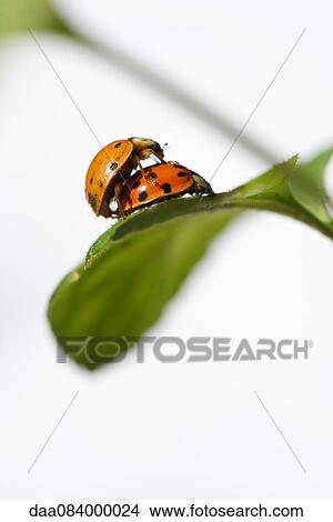 Ladybugs mating View Large Photo Image Picture - Ladybugs mating. Fotosearch