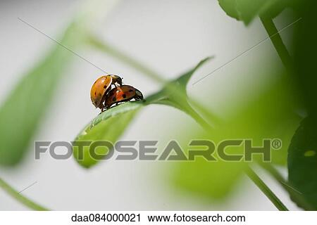 Stock Image - Ladybugs mating. Fotosearch