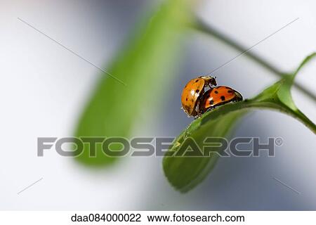 Ladybugs mating View Large Photo Image Stock Image - Ladybugs mating. Fotosearch