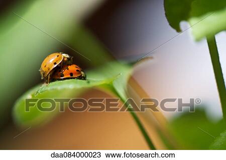 Ladybugs mating View Large Photo Image Stock Image - Ladybugs mating. Fotosearch