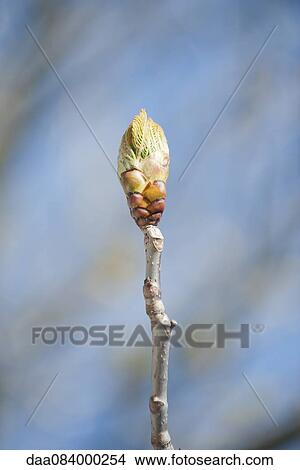 Picture - Leaf bud. Fotosearch