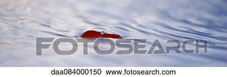 Leaf floating on rippled water surface View Large Photo Image Stock Image - Leaf floating on rippled water surface. Fotosearch