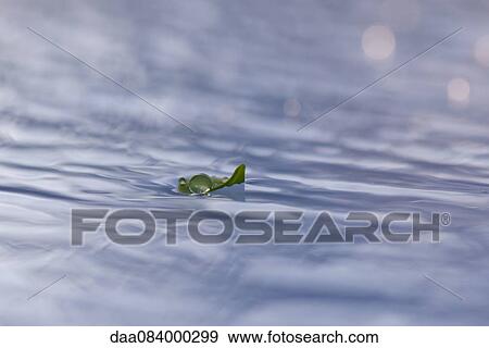 Stock Photo - Leaf floating on rippled water surface. Fotosearch