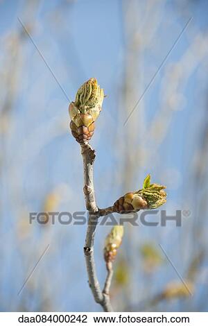 Leaves budding on branch View Large Photo Image Stock Image - Leaves budding on branch. Fotosearch