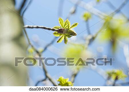 Leaves budding on branch View Large Photo Image Stock Photograph - Leaves budding on branch. Fotosearch