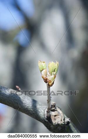 Leaves budding on branch View Large Photo Image Stock Photography - Leaves budding on branch. Fotosearch