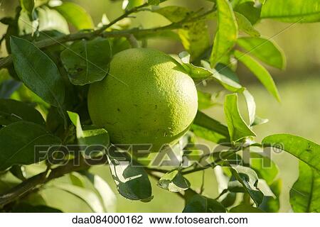 Lime growing on tree, close-up View Large Photo Image Stock Image - Lime growing on tree, close-up. Fotosearch