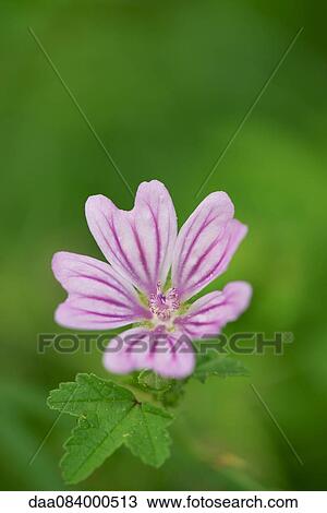 Mallow flower View Large Photo Image Stock Image - Mallow flower. Fotosearch