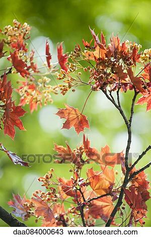 Stock Image - Maple leaves in autumn. Fotosearch