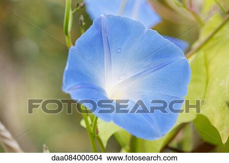 Morning glory flower, close-up View Large Photo Image Picture - Morning glory flower, close-up. Fotosearch