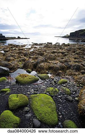Moss growing on rocky beach, Hellnar, Iceland View Large Photo Image Stock Photograph - Moss growing on rocky beach, Hellnar, Iceland. Fotosearch