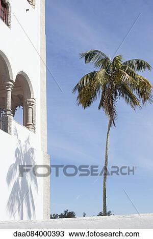 Palm tree growing in tropical destination View Large Photo Image Stock Image - Palm tree growing in tropical destination. Fotosearch