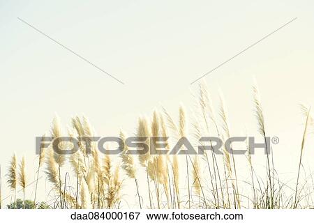 Pampas grass View Large Photo Image Stock Photo - Pampas grass. Fotosearch